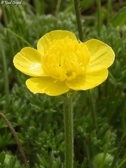Ranunculus millefolius
