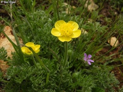 Ranunculus millefolius