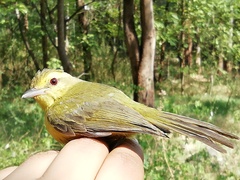 Vireo hypochryseus