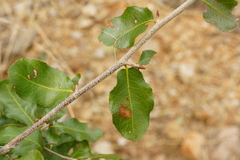 Ochna inermis