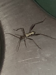 Euryscelis suturalis