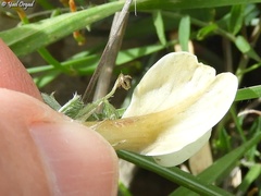 Vicia sericocarpa