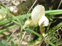 Vicia sericocarpa