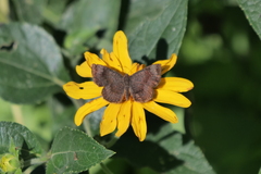 Calephelis aymaran