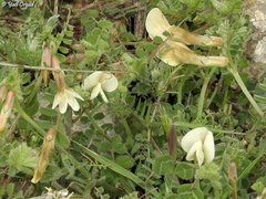 Vicia sericocarpa
