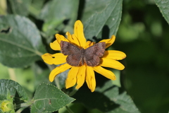 Calephelis aymaran