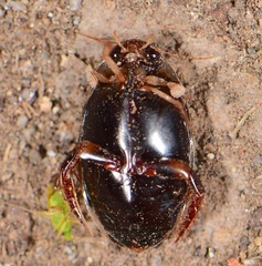 Thermonectus circumscriptus