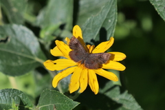 Calephelis aymaran