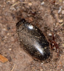 Thermonectus circumscriptus