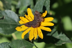 Calephelis aymaran