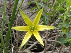 Gagea commutata