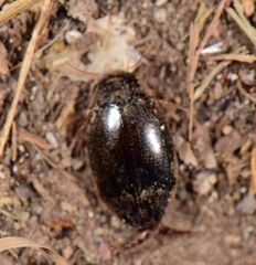 Thermonectus circumscriptus