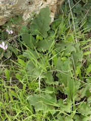 Salvia hierosolymitana
