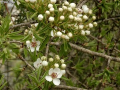 Pyrus syriaca