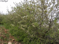 Pyrus syriaca