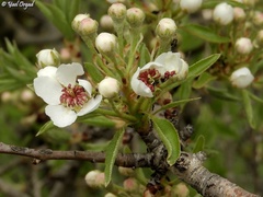 Pyrus syriaca