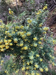 Acmispon dendroideus