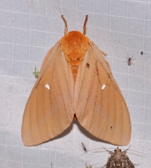 Anisota oslari