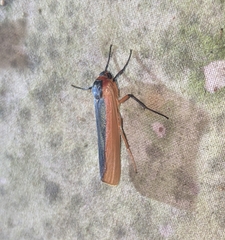 Agylla hermanilla