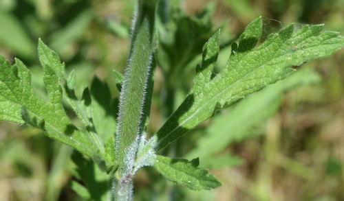 Gulf Vervain