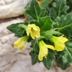 Hyoscyamus albus