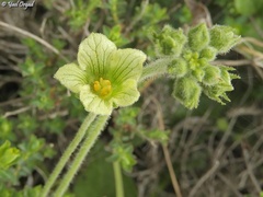 Bryonia syriaca