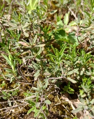Teucrium webbianum