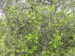 Styrax officinalis
