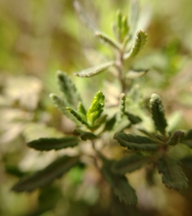 Teucrium webbianum