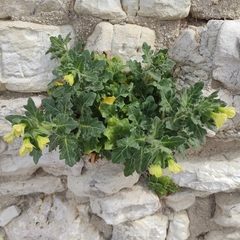 Hyoscyamus albus