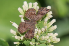 Calephelis aymaran