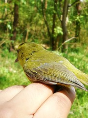 Vireo hypochryseus