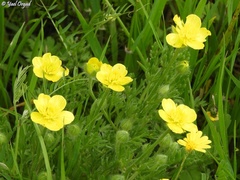 Ranunculus millefolius