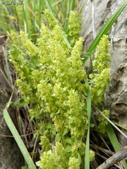 Cruciata articulata