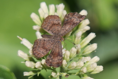Calephelis aymaran
