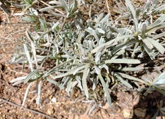 Lavandula lanata