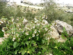 Symphytum brachycalyx