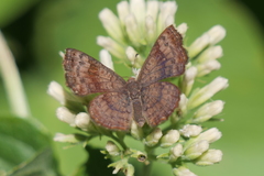 Calephelis aymaran