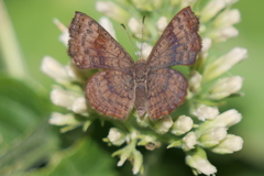 Calephelis aymaran