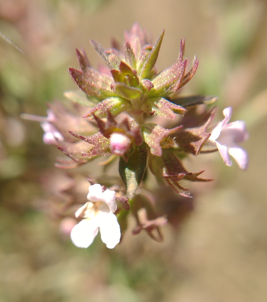 Thymus orospedanus