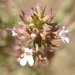 Thymus orospedanus - Photo (c) mario_mairal, alguns direitos reservados (CC BY-NC-ND), uploaded by mario_mairal