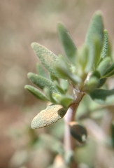Thymus orospedanus