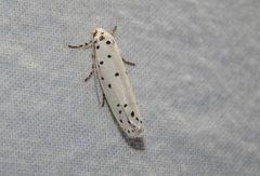 Ethmia coscineutis