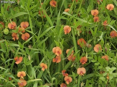 Lathyrus marmoratus