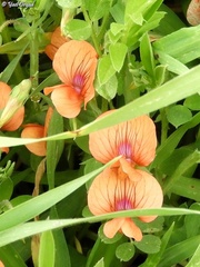 Lathyrus marmoratus