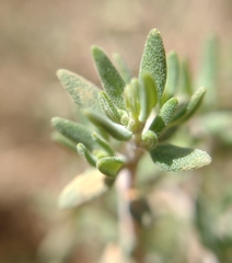 Thymus orospedanus