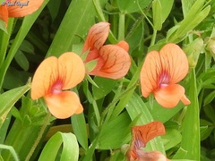 Lathyrus marmoratus