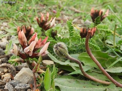 Astragalus palaestinus