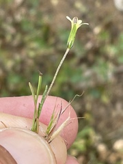 Microseris elegans