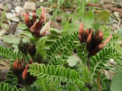 Astragalus palaestinus